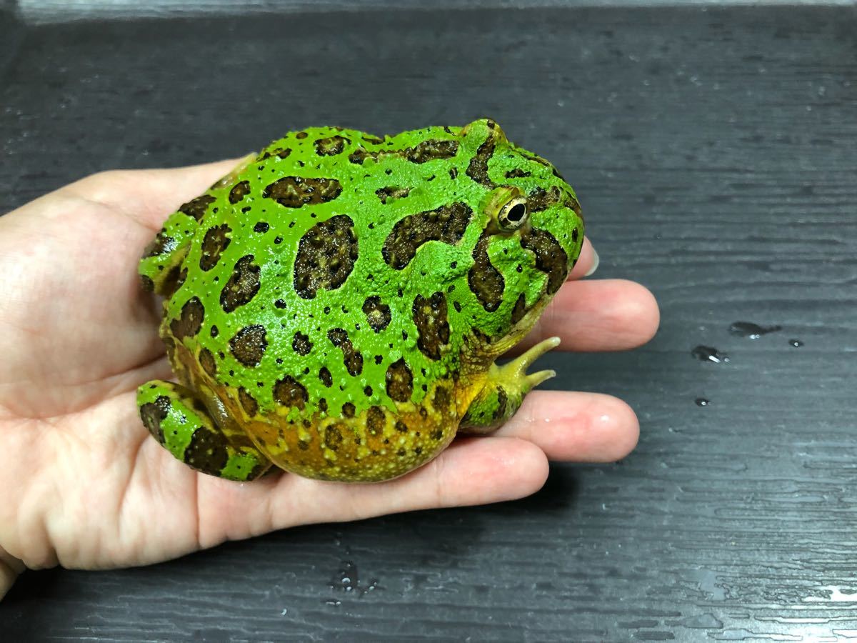 ベルジェットガエル（ベルツノガエルと、バジェットガエルの ベル 