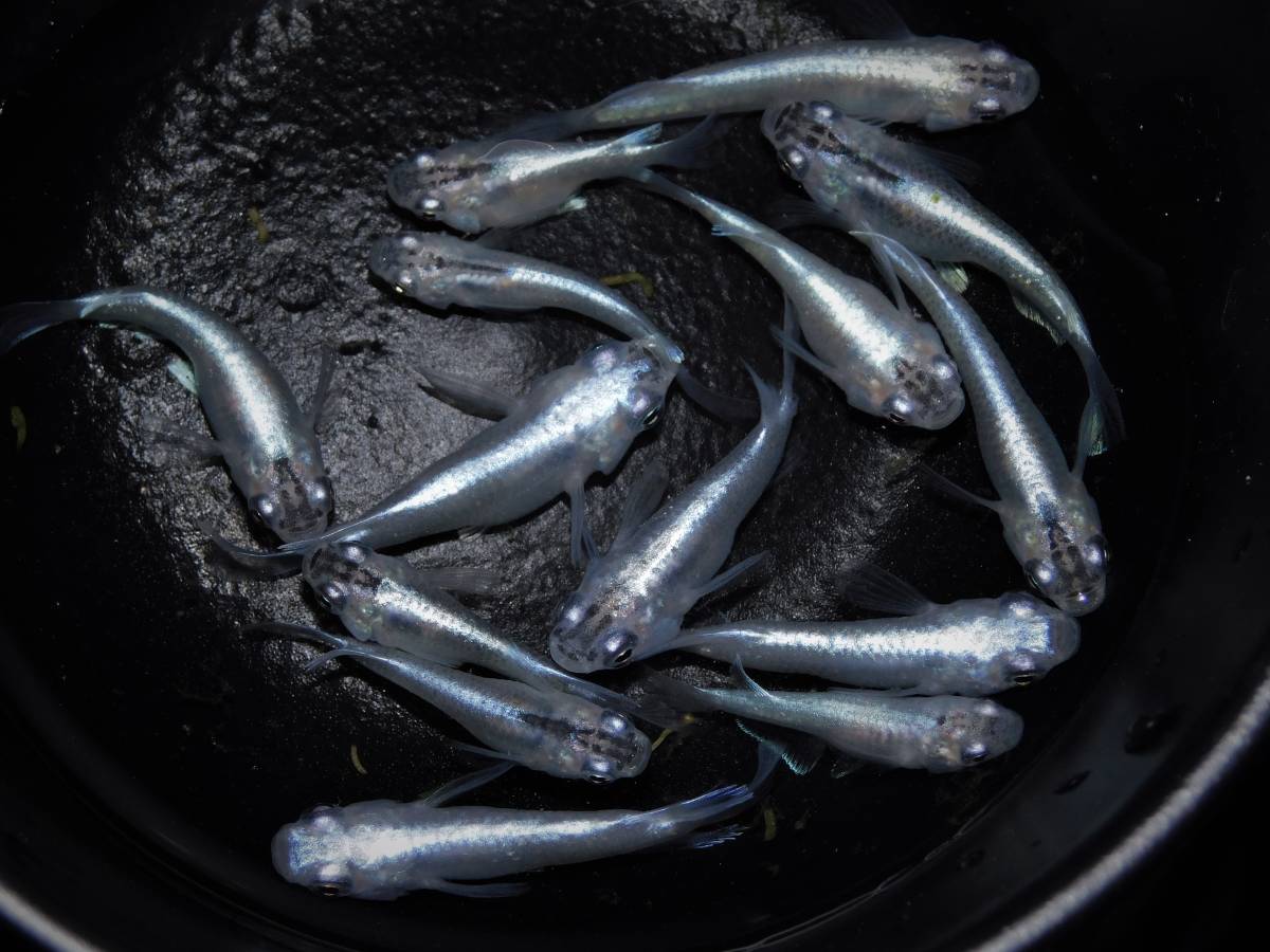 "菊めだか" 若魚～成魚）ダルマ 血統　幹之　♂8♀６　｜ メダカ めだか 人気