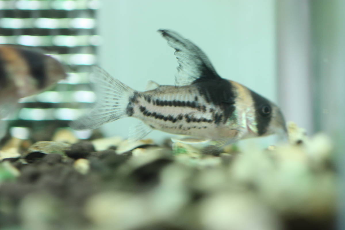 コルレア ブラックトップ、ハイフィンの子 4cm 3匹 コリドラス その2 
