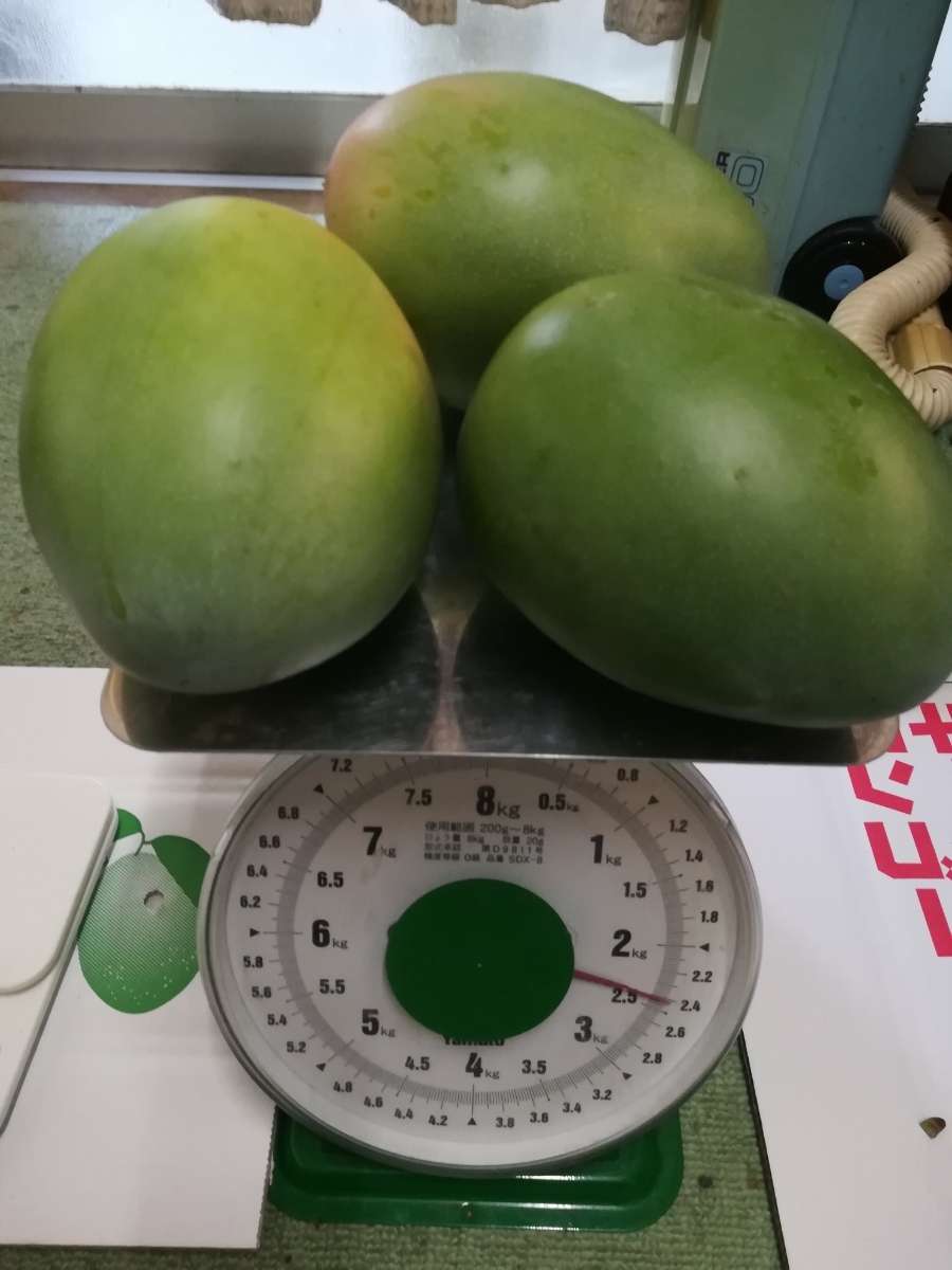 キーツマンゴー(2.4kg )No.14 キーツマンゴー 【公式通販】