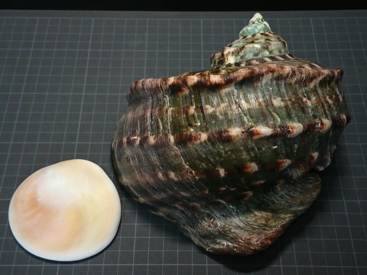 ☆貝☆貝殻☆標本☆ 石垣島☆貝☆貝殻☆標本☆
