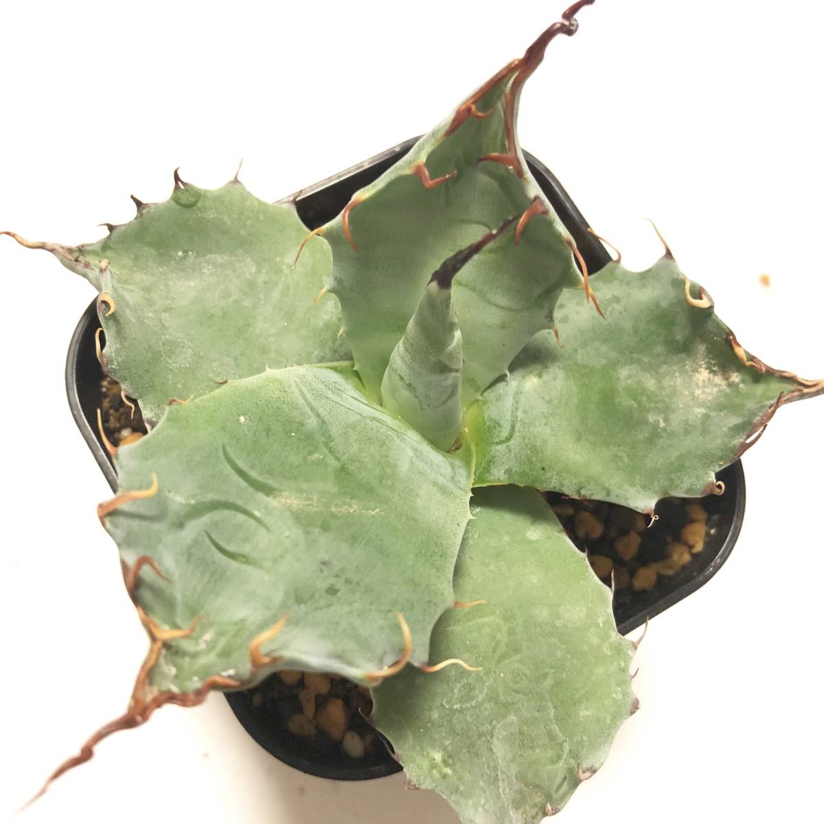 アガベ パラサナ　選抜株 海外輸入株】アガベ パラサナ Agave parrasana【選抜株】【 発根済