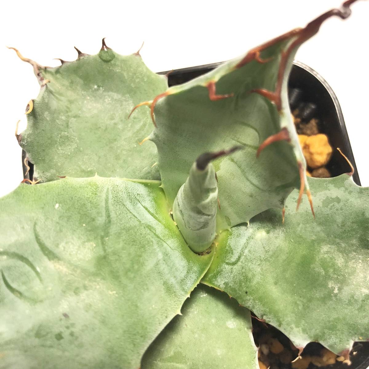 海外輸入株】アガベ パラサナ Agave parrasana【選抜株】【 発根済