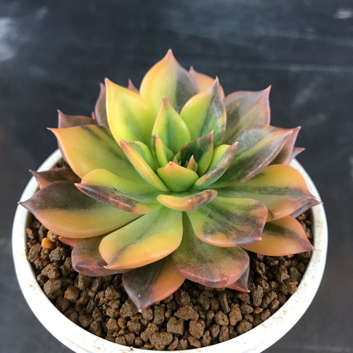 ブラックプリンス錦 1円スタート 多肉植物 エケベリア 輸入苗 3.5号