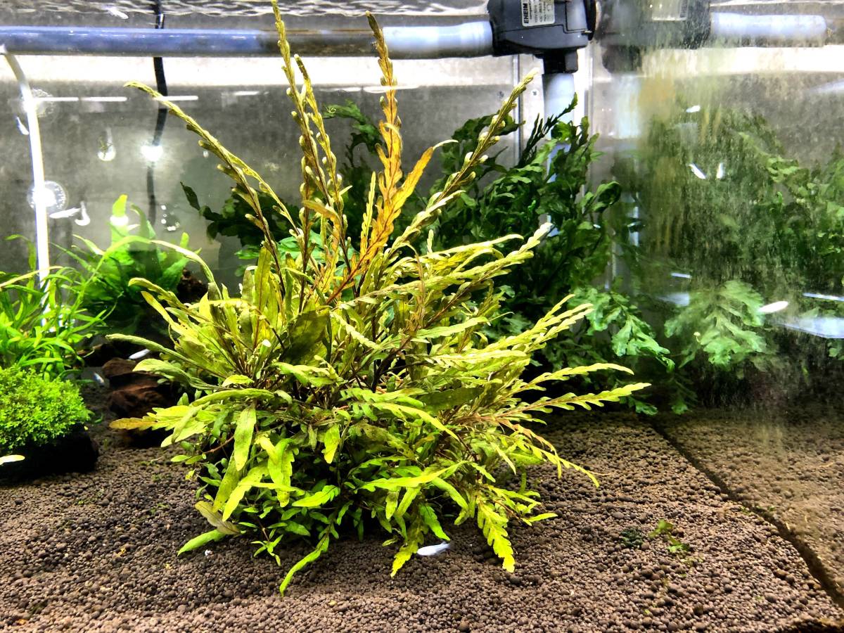 ハイグロフィラsp.ラトナギリ 活着できる渋みのある有茎草 水草 
