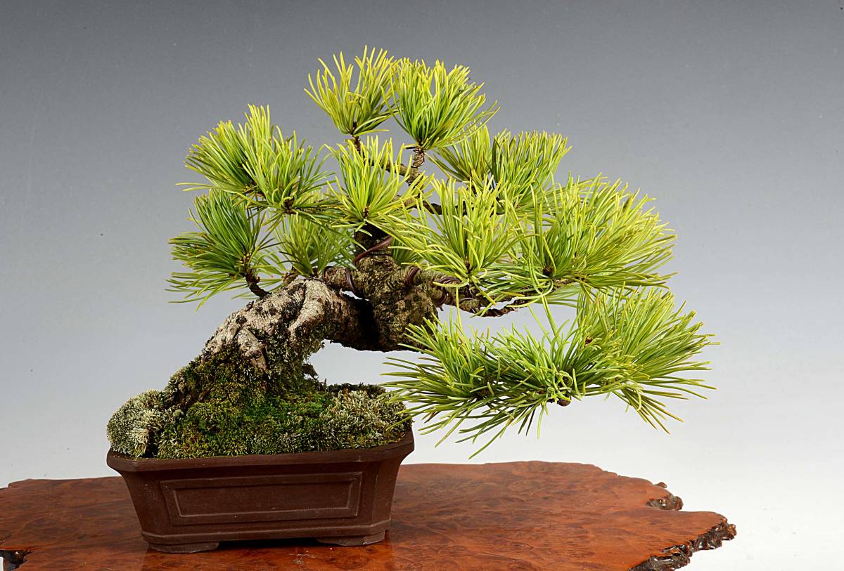 那須五葉松（1）小品盆栽 那須五葉松 - : 那須五葉松小品盆栽25-松樹 
