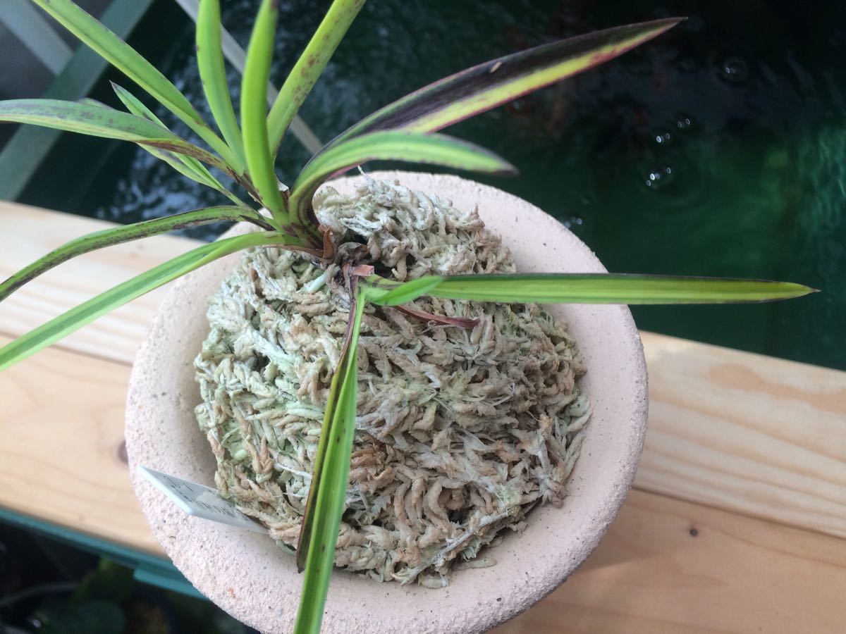 富貴蘭 芸西の縞(吉村の縞)