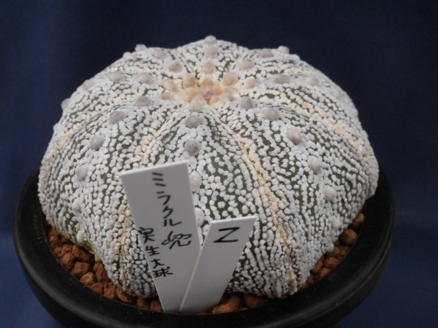 サボテン・多肉植物 ＊ミラクル兜 実生大球（2） | サボテン 園芸
