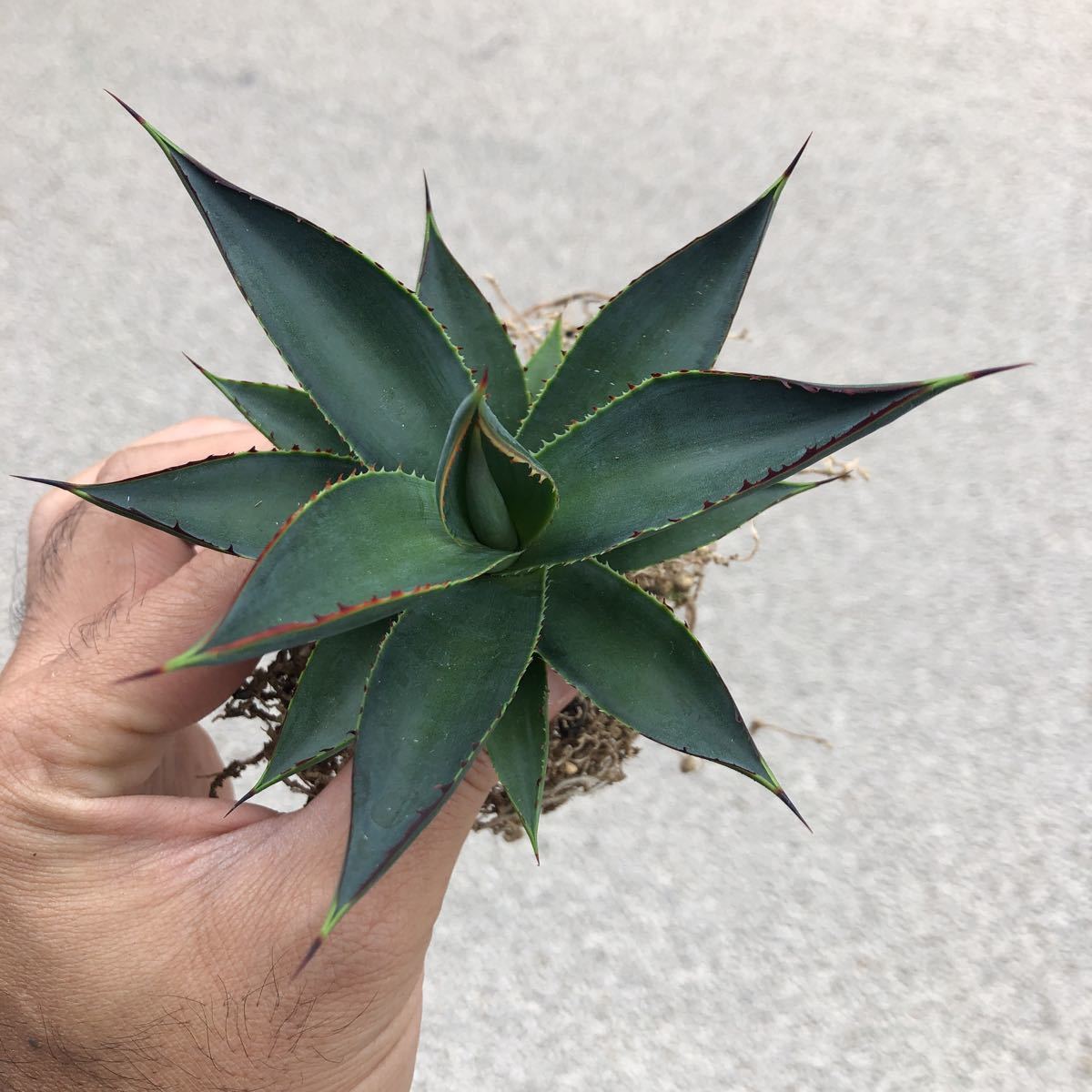 送料無料 Agave 'Blue Glow' アガベ ブルーグロー 第四種 抜き苗 綺麗