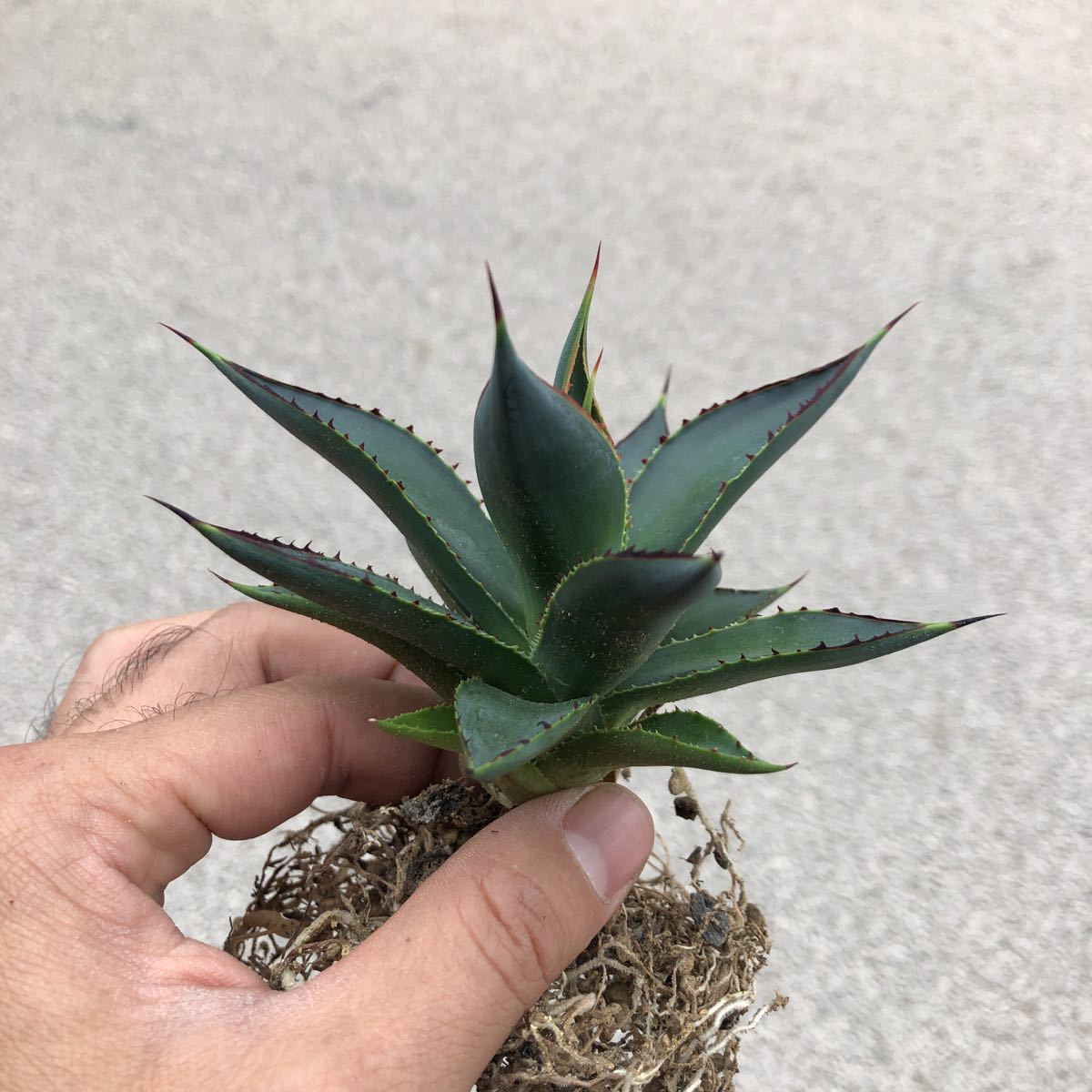 送料無料 Agave 'Blue Glow' アガベ ブルーグロー 第四種 抜き苗 綺麗