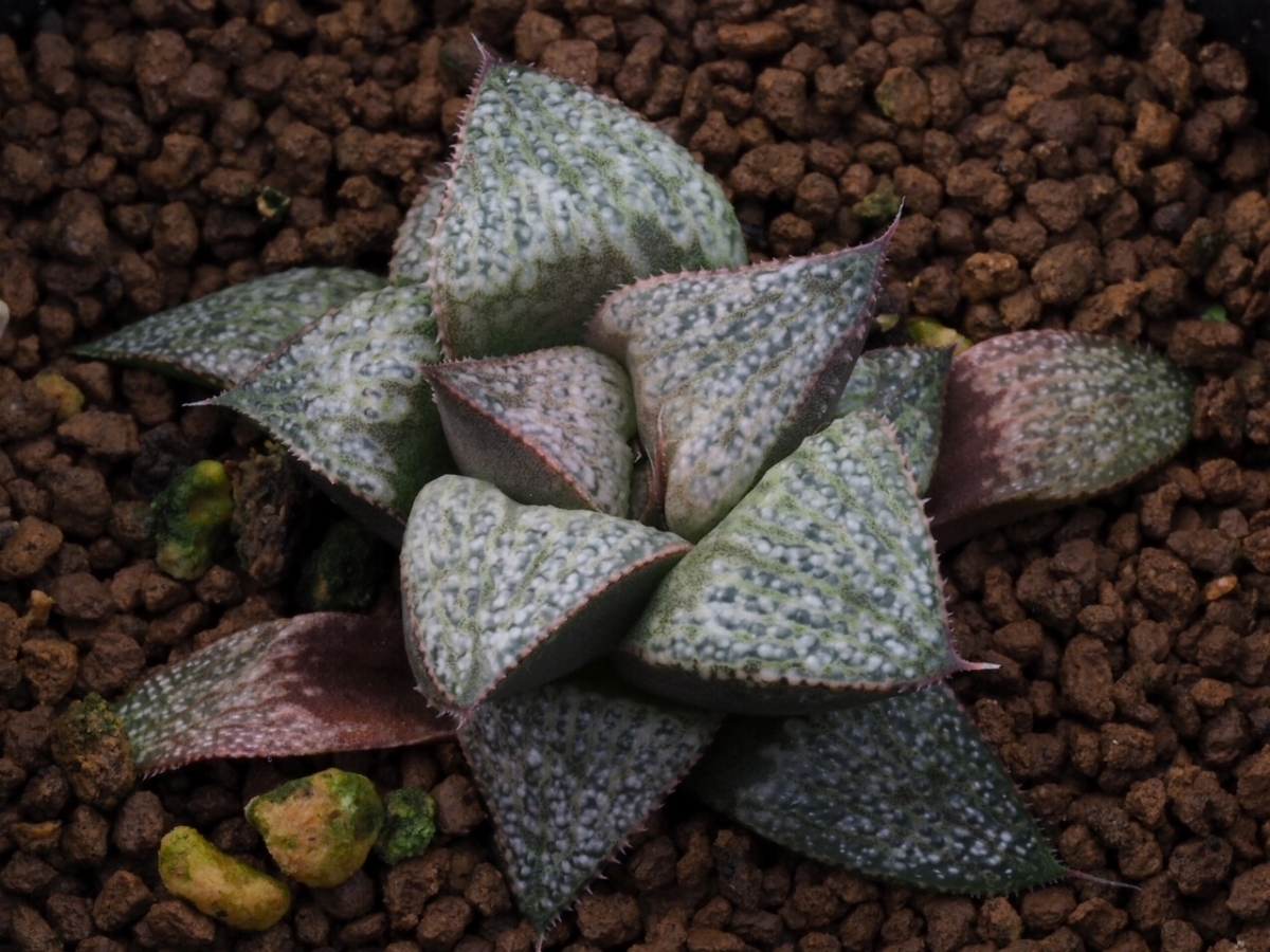 ハオルチア ジュエリーボックス実生　3　多肉植物