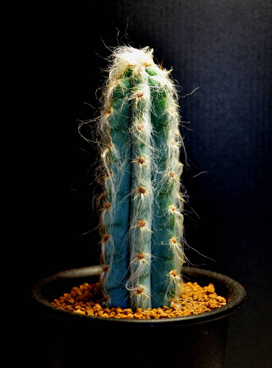 多肉植物 サボテン Pilosocereus Glaucescens 和名 空昇竜 6稜タイプ 3 0号 品 サボテン 売買されたオークション情報 Yahooの商品情報をアーカイブ公開 オークファン Aucfan Com