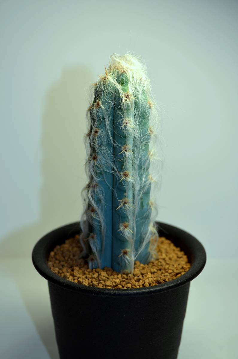多肉植物 サボテン Pilosocereus Glaucescens 和名 空昇竜 6稜タイプ 3 0号 品 サボテン 売買されたオークション情報 Yahooの商品情報をアーカイブ公開 オークファン Aucfan Com 多肉植物 サボテン Pilosocereus Glaucescens 和名 空昇竜 6稜タイプ 3 0号 品 サボテン 売買されたオークション情報 Yahooの商品情報をアーカイブ公開 オークファン Aucfan Com