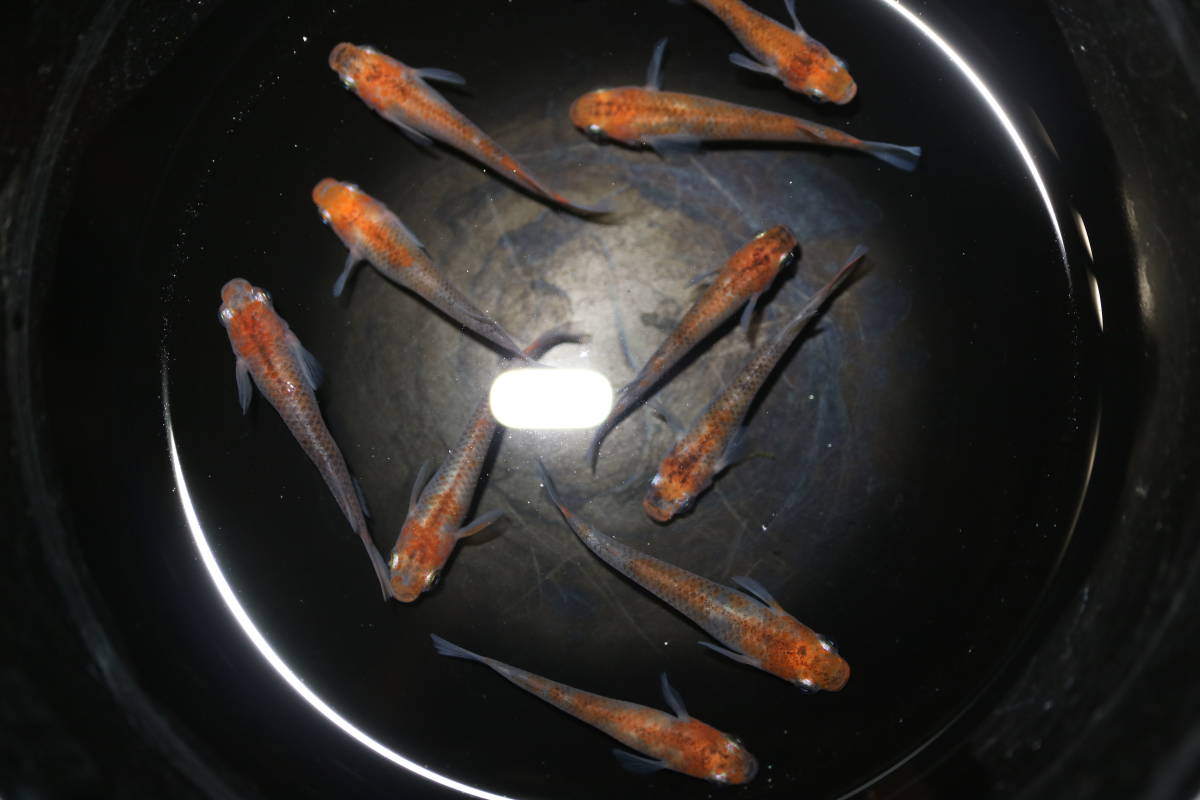 【浜名めだか】 ★ 紅白 （三色系）透明鱗　　5ペア　10匹セット