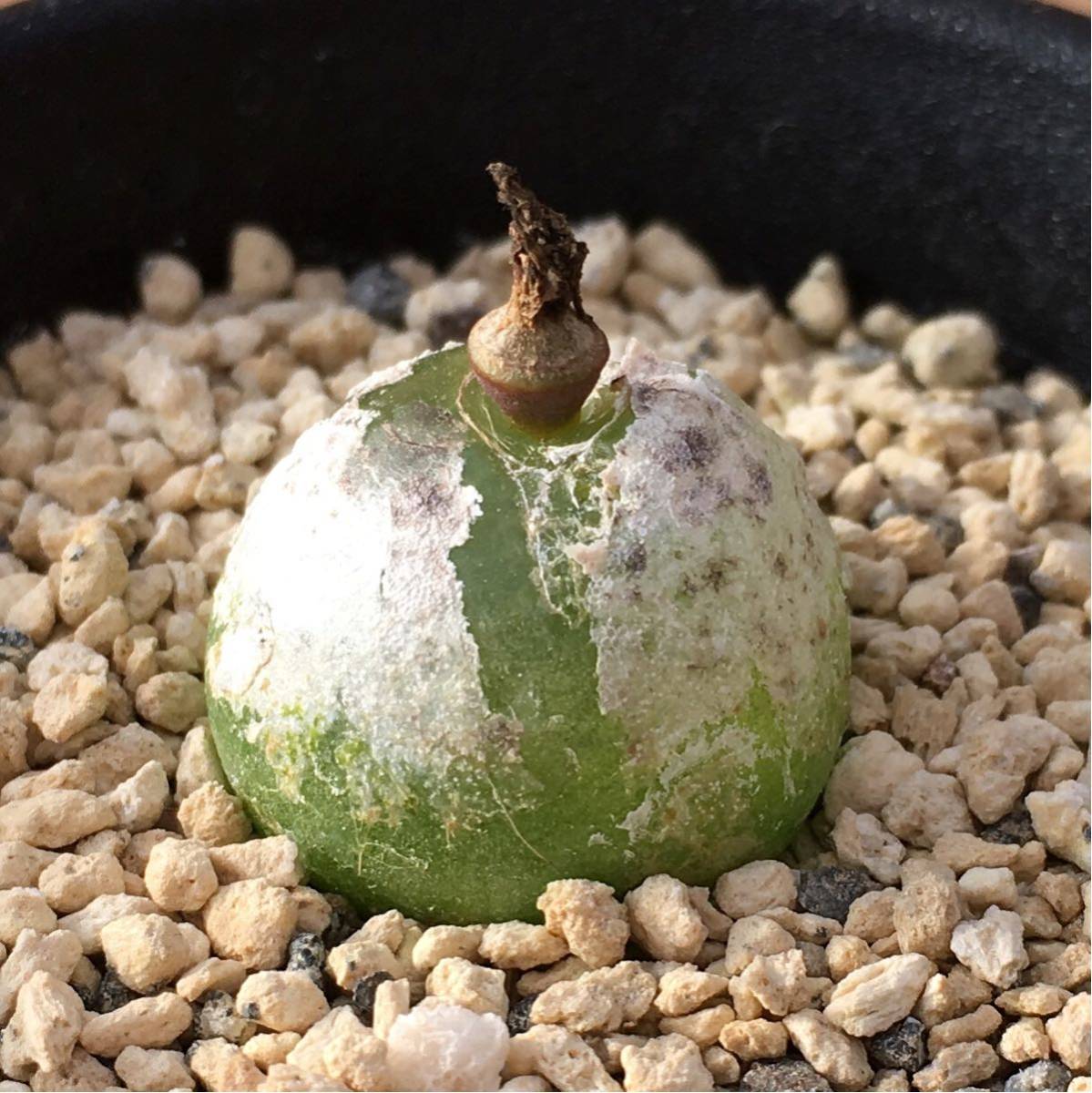 Sコノフィツム ブルゲリ 実生 2 5号 Conophytum Burgeri 多肉植物 リトープス ハオルシア エケベリア サボテン 売買されたオークション情報 Yahooの商品情報をアーカイブ公開 オークファン Aucfan Com