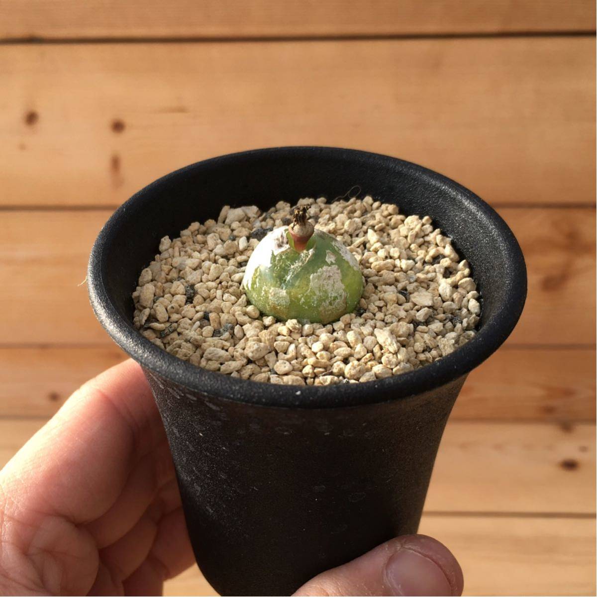 Sコノフィツム ブルゲリ 実生 2 5号 Conophytum Burgeri 多肉植物 リトープス ハオルシア エケベリア サボテン 売買されたオークション情報 Yahooの商品情報をアーカイブ公開 オークファン Aucfan Com