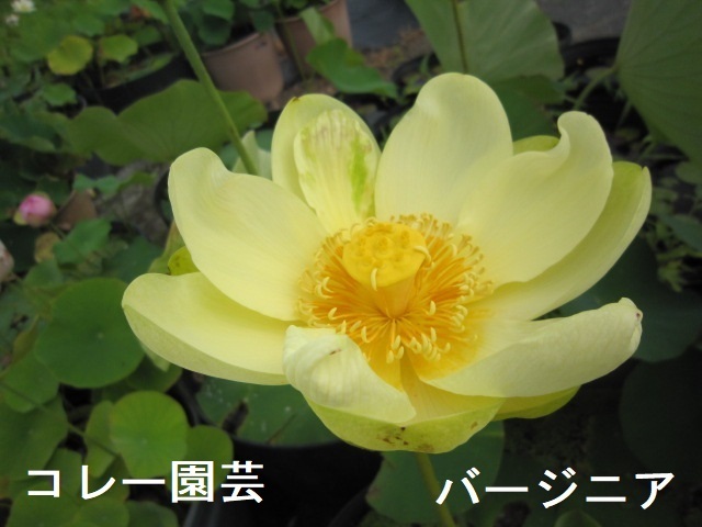 g341893887.3
