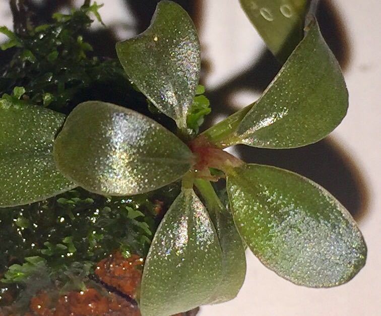 ブセファランドラspマジシャン ◇ Bucephalandra sp. Magician ◇ 水草