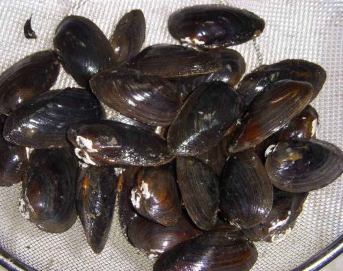 漁師直送イシガイ50匹1600円 タナゴ 繁殖 母貝 カネヒラ 二枚貝 貝 川魚 売買されたオークション情報 Yahooの商品情報をアーカイブ公開 オークファン Aucfan Com