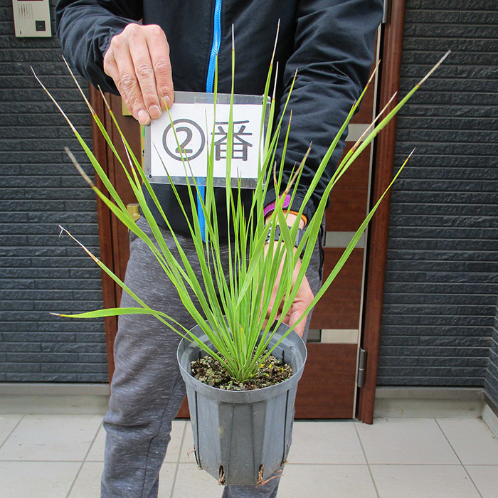 現品】国内実生株！ ユッカ・ロストラータ 5号鉢 Ⅱ 観葉植物 花