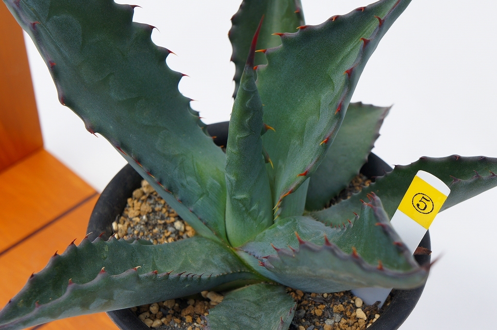 実生　◆◇　アガベ　マピガサ　◇◆　Agave mapisaga　■抜き苗　送料込み　5