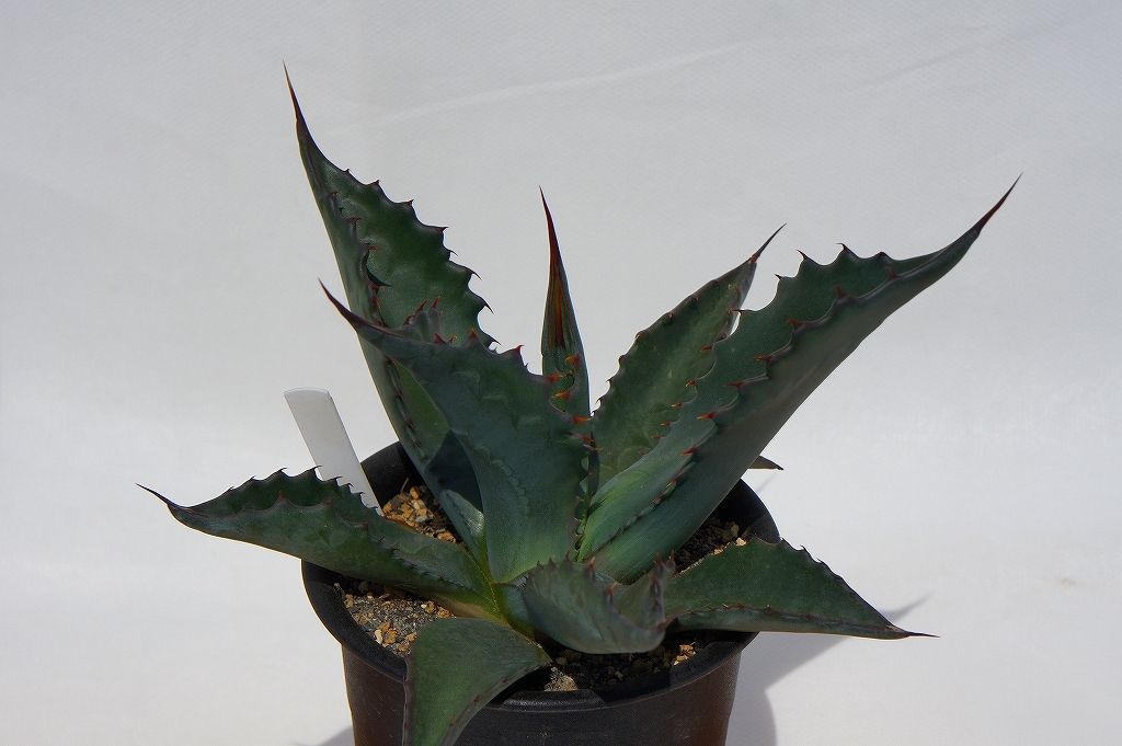 実生　◆◇　アガベ　マピガサ　◇◆　Agave mapisaga　■抜き苗　送料込み　5