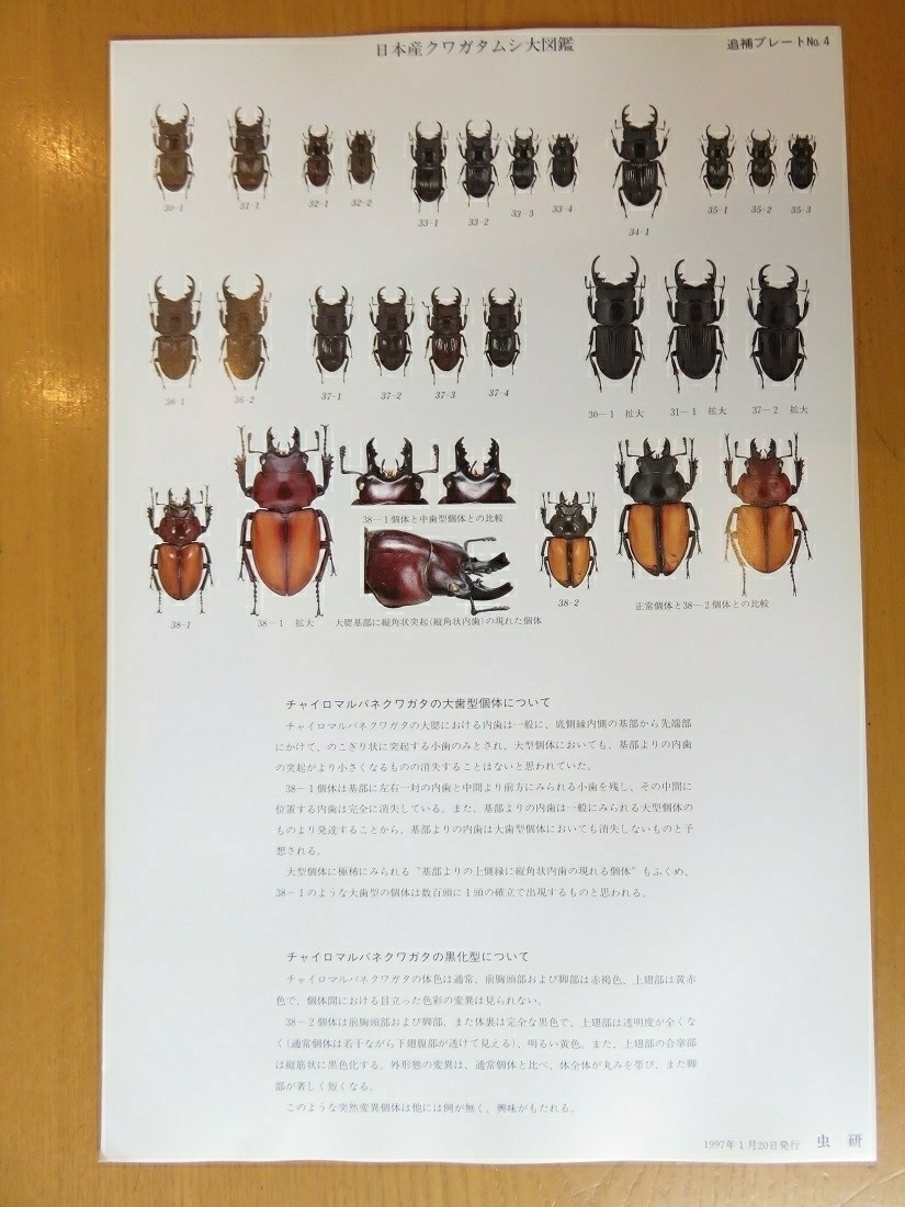 標本博物館 虫研 日本産クワガタムシ大図鑑 クワガタムシ 標本 図鑑