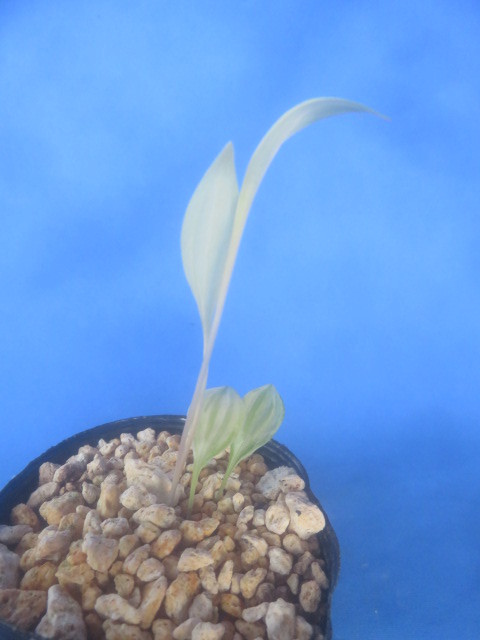 山野草　処分品　斑入り　紅筋ヤマユリ　２球入り　②　ベニスジヤマユリ　　１年先輩画像有り