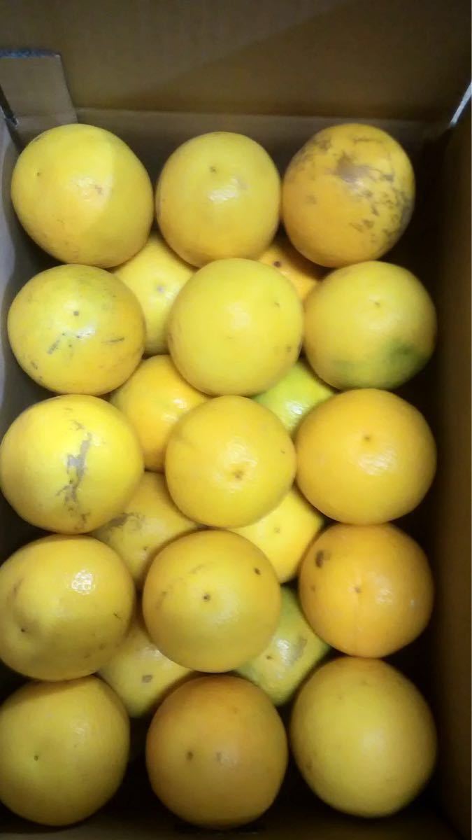 【人気セール，定番人気】 訳あり バレンシアオレンジ LL 有田みかん 和歌山県産(かんきつ類)｜売買されたオークション情報、yahooの商品情報をアーカイブ公開 - オークファン かんきつ類