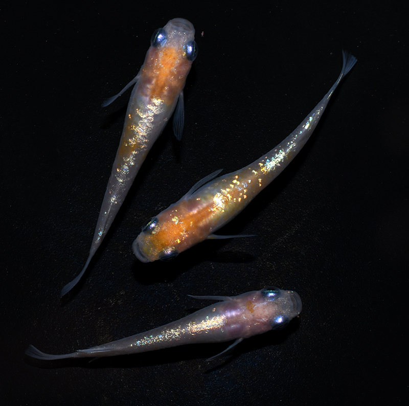 ☆　黄桜体外光　雌２匹　雄１匹　　E16　☆　