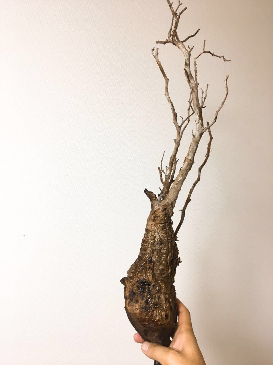 オペルクリカリア パキプス 7. （Operculicarya pachypus）コーデックス 塊根