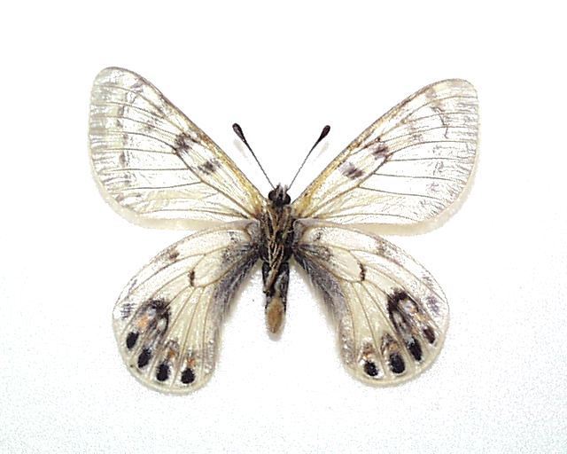 外国産蝶標本】アッコウスバ♂/青海省産/50mm 外国産蝶標本