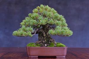 盆栽 | 糸魚川真柏 下館泰晃園○那須五葉松○樹高20cm○小品盆栽