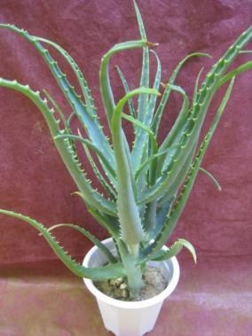 アロエ(キダチアロエ)医者いらず鉢植え_1