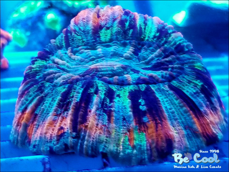 オオバナサンゴ - Shop Electric BeCool introduces Aquarium Cane 