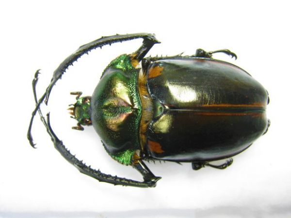 標本】大型 ヤンソニーテナガコガネ（ベトナム北部HaGiang）♂69.2ミリ