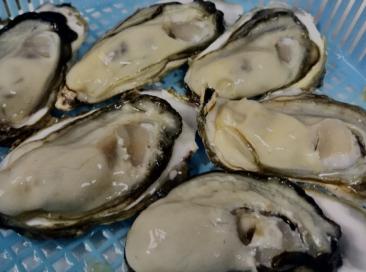 産地直送厚岸産カキ　１箱5000円即決送料込み