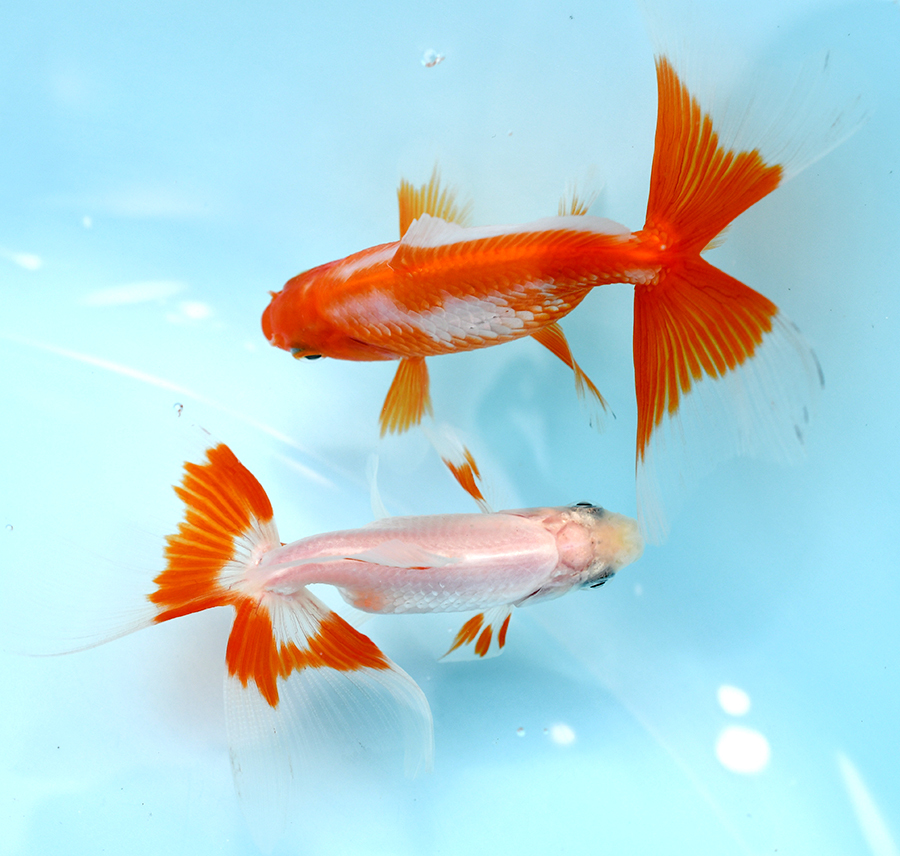遠州金魚 東海錦 ロングテール 当歳 7cm 1ペア ⑤(金魚)|売買されたオークション情報、yahooの商品情報をアーカイブ公開 ...