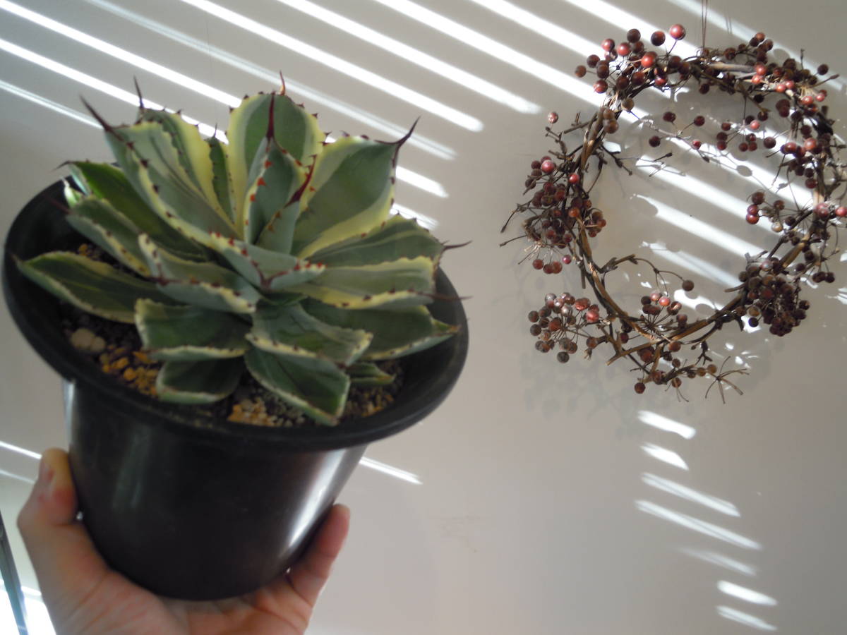 No.313【 AGAVE TITANOTA WHITE ICE 】特選株 アガベ チタノタ 
