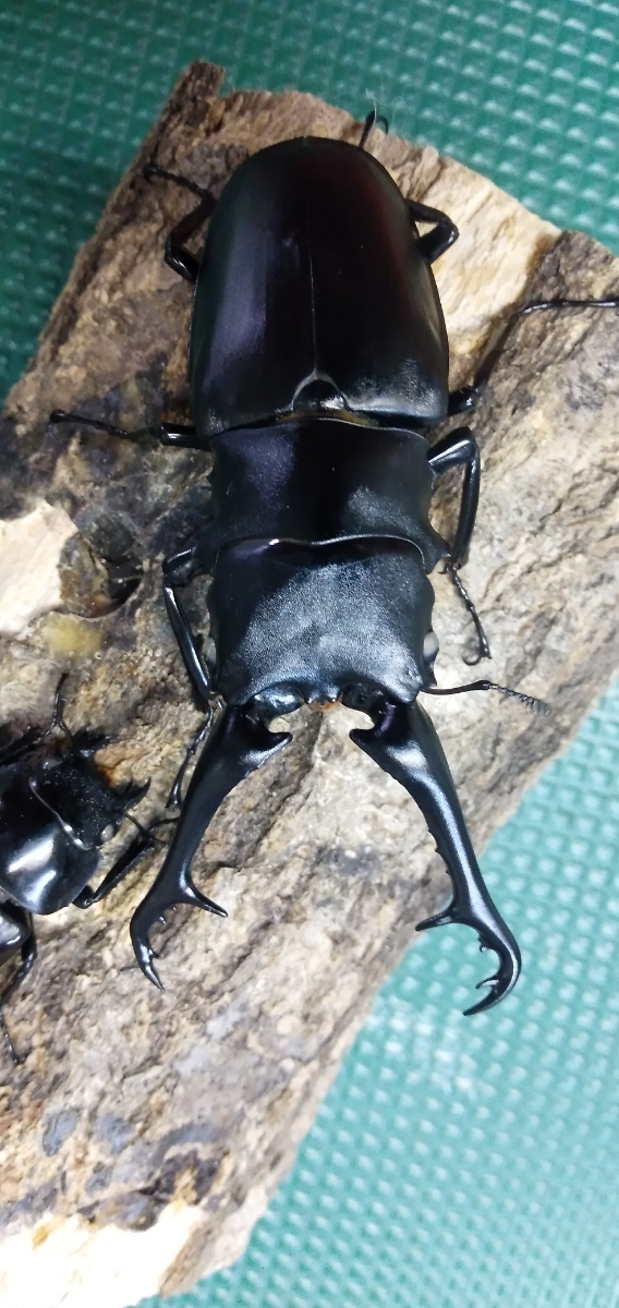 外国産 0 DDA白眼！ WWギラファノコギリクワガタ 成虫 ホワイトアイ 