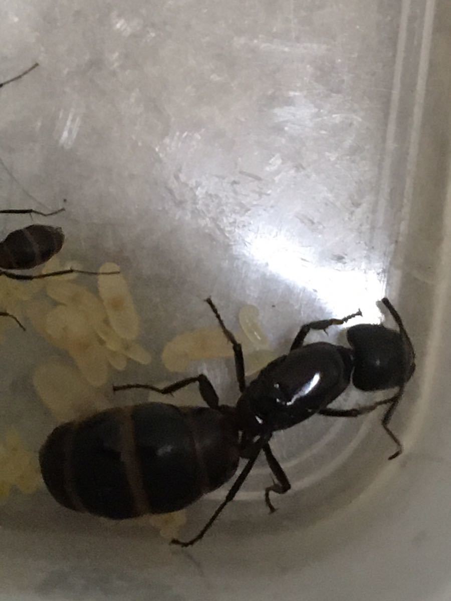 ムネアカオオアリ 女王蟻 女王アリ 1 虫類 売買されたオークション情報 Yahooの商品情報をアーカイブ公開 オークファン Aucfan Com