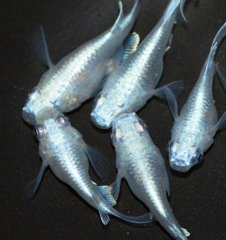 【雪めだか】幹之ダルマメダカの卵10+α_1