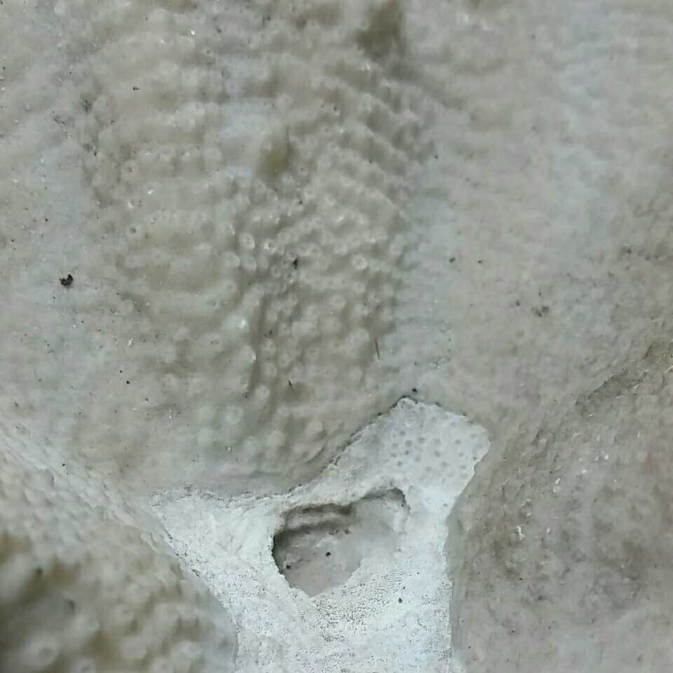 4【珊瑚】大型☆飾り サンゴ礁 置物☆白 海水魚 水槽 レイアウト