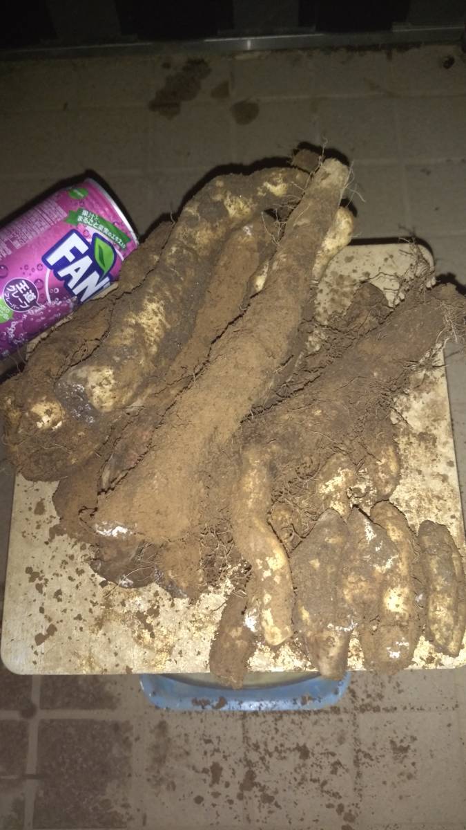 泥付天然自然薯 折れ折れ盛り2．4キロ 食品