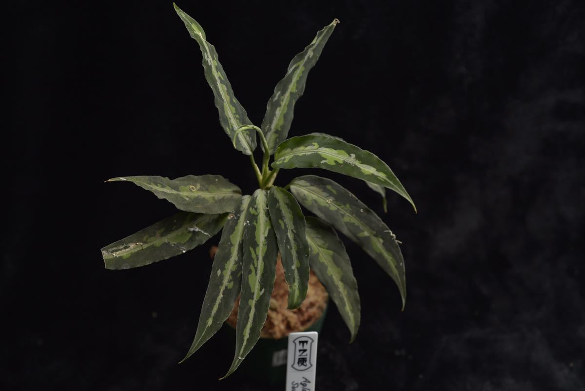 Aglaonema pictum Aceh Sumatra T-281219 E産地 スマトラ本島 超 Aglaonema pictum Aceh Sumatra T-281219 E産地 スマトラ本島 超