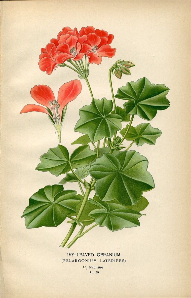 16年 Step 多色石版画 Pl 55 フウロソウ科 テンジクアオイ属 アイビーゼラニウム Ivy Leaved Geranium 石版画 リトグラフ 売買されたオークション情報 Yahooの商品情報をアーカイブ公開 オークファン Aucfan Com