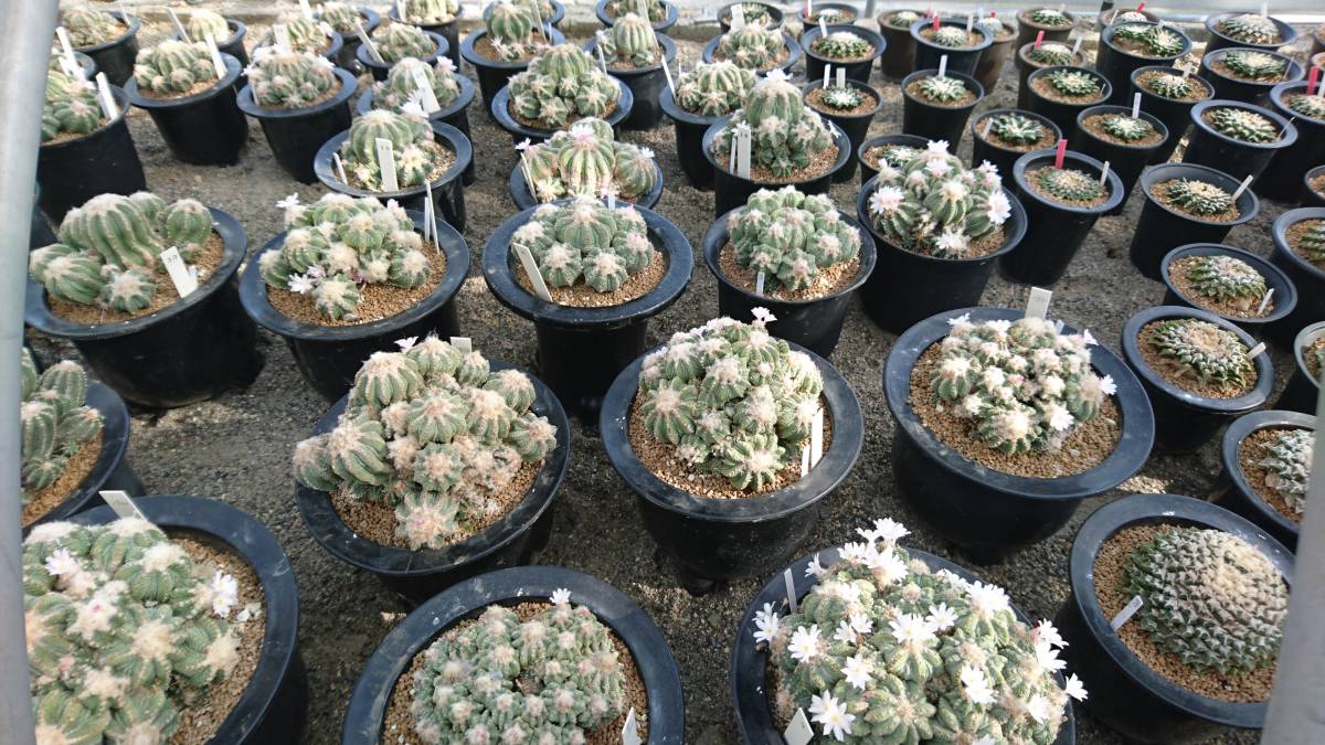 サボテン 多肉植物 B66 花籠種子0粒 サボテン 売買されたオークション情報 Yahooの商品情報をアーカイブ公開 オークファン Aucfan Com