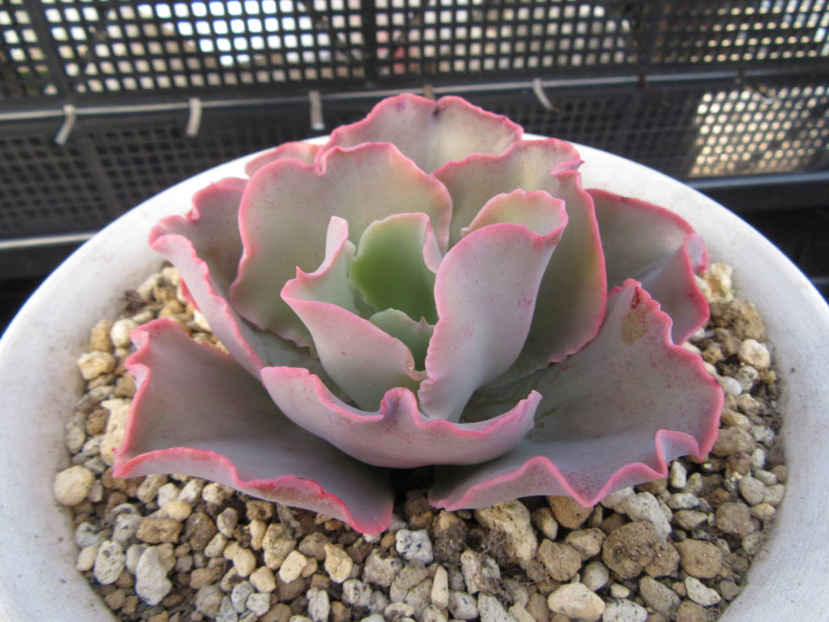 多肉植物 エケべリア 高砂の翁 苗 売買されたオークション情報 Yahooの商品情報をアーカイブ公開 オークファン Aucfan Com