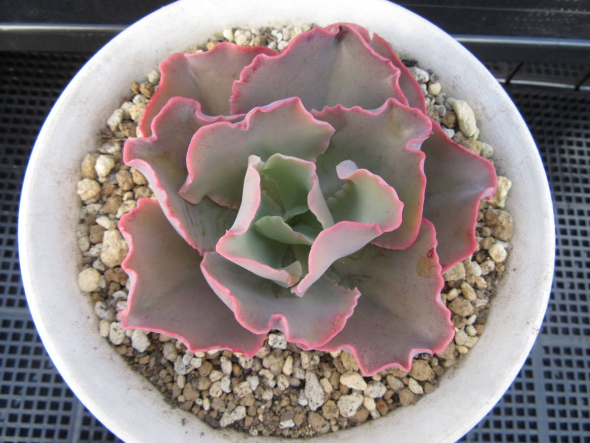 多肉植物 エケべリア 高砂の翁 苗 売買されたオークション情報 Yahooの商品情報をアーカイブ公開 オークファン Aucfan Com