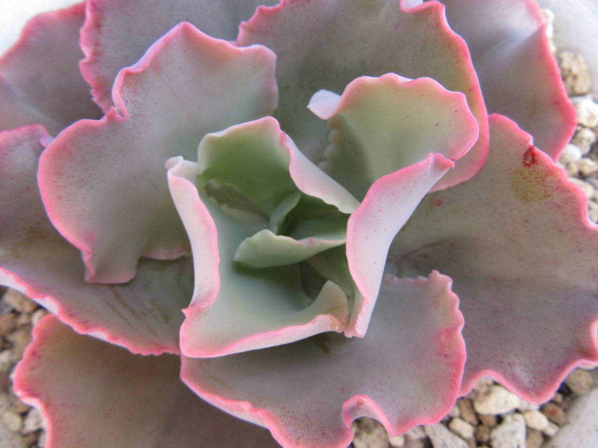 多肉植物 エケべリア 高砂の翁 苗 売買されたオークション情報 Yahooの商品情報をアーカイブ公開 オークファン Aucfan Com